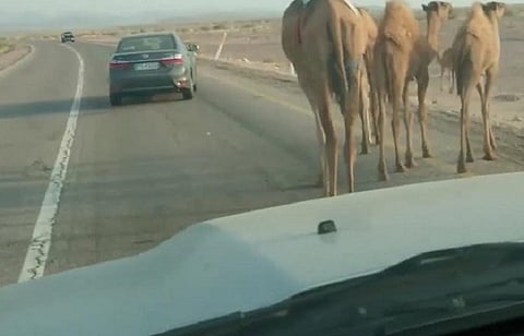 رعب الجمال السائبة على الطرق.. الأردن يقدم 3 إجراءات احترازية