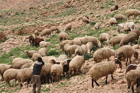 قصة أغرب من الخيال.. كيف أصبح راعي أغنام سوداني مليونيرًا في لحظة؟