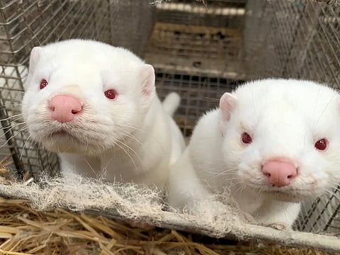 بعد انتهاء الجائحة وإعدام الملايين منها.. الدنمارك تقرر العودة لتربية "المنك"