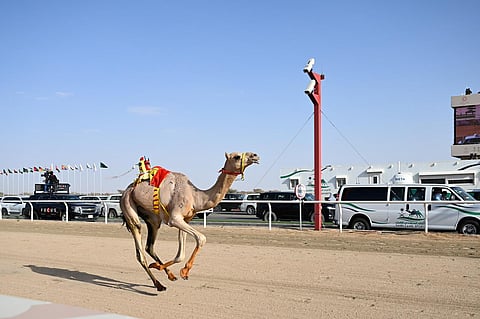 جانب من منافسات مهرجان ولي العهد للهجن