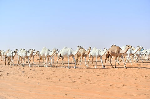 صفقات اليوم الثاني لمزاد الإبل في تربة حائل تتجاوز الـ500 ألف ريال