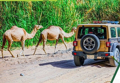 "الأمن البيئي" بضبط 11 مخالفًا لنظام البيئة لارتكابهم مخالفات رعي