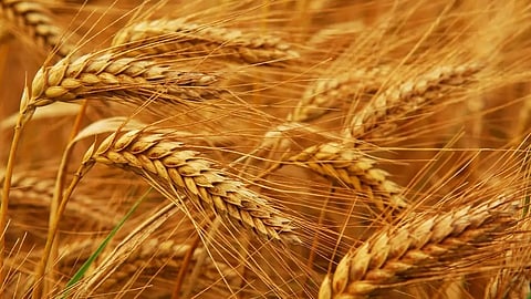 روسيا تعلن استئناف مشاركتها في اتفاق تصدير الحبوب عبر البحر الأسود