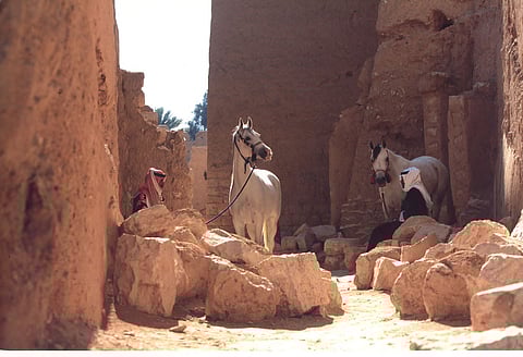 المملكة تحافظ على صدارة دول العالم في إنتاج الخيل العربية الأصيلة