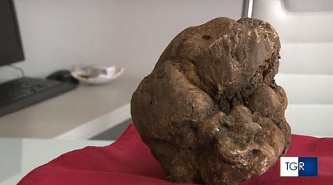 الكمأة التي تزن 616 جرامًا