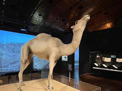من هي القصواء التي رفضت الماء والطعام بعد وفاة الرسول حتى فارقت الحياة؟