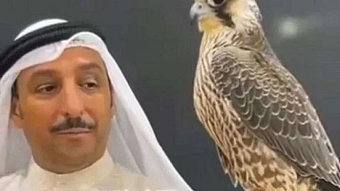 من النوادر وكاملة المواصفات.. بيع "الشيهانة" الأغلى ثمنًا بمزاد في الكويت
