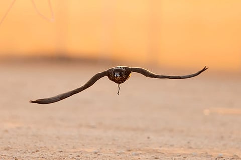 نادي الصقور السعودي يتوّج الفائزين في فئة "قرموشة جير فرخ" بسباق الملواح