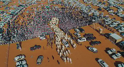 ملاك الإبل يشيدون بمهرجان الملك عبدالعزيز: أيقونة عالمية وصرح شامخ في الصياهد