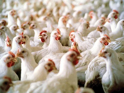السعودية تحظر استيراد لحوم الدواجن والبيض من منطقة فرنسية