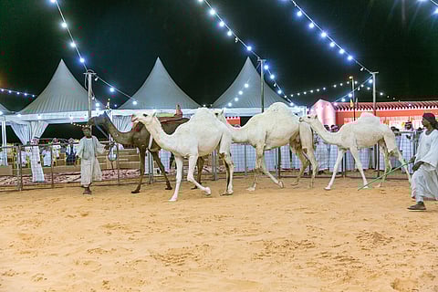 في اليوم الأول.. أكثر من 600 ألف ريال حصيلة مبيعات مهرجان العقيلات لمزاد الإبل بالقصيم