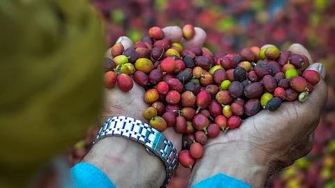 في يوم القهوة العالمي.. "فيفاء" حاضنة البن السعودي بأكبر مشتل في السعودية