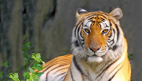 بعدما قتل 9 أشخاص.. فريق من 200 رجل في مواجهة النمر "آكل البشر"