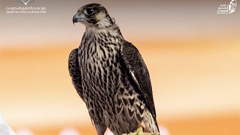 في ليلته الـ16.. مبيعات مزاد نادي الصقور السعودي تتجاوز حاجز 3 ملايين ريال