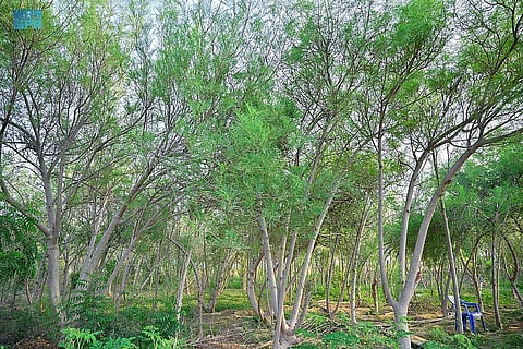 جازان وشجرة "المورينجا".. مزارعون يتوسعون في زراعتها وسكان يزينون منازلهم بها