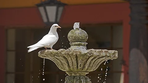 حول الحمام إلى "زومبي".. خبير: "طاعون الطيور الكاذب" لا يشكل خطورة على البشر