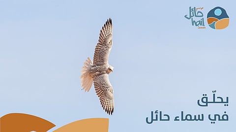 الخميس.. انطلاق كأس موسم حائل للصقور بجوائز تصل إلى 6 ملايين ريال
