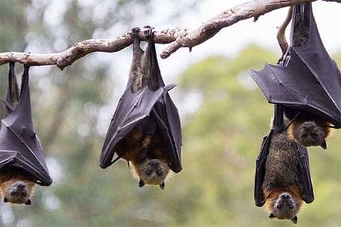 الخفافيش تطلّ برأسها من جديد.. اكتشاف فيروس "شبيه كورونا" بالصين