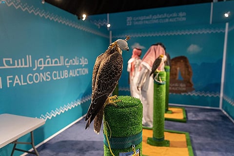 فى ليلته الـ 25.. بيع 4 صقور بـ 208 آلاف بمزاد نادي الصقور السعودي