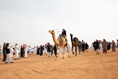 ضمن مهرجان الملك عبدالعزيز.. "12" متأهلاً للتحكيم النهائي في فئة الفحل وإنتاجه للونَيْ المجاهيم والحمر