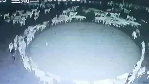 فيديو غريب من الصين.. شاهد ما يفعله قطيع أغنام منذ أسبوعين