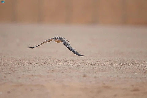 شوط "تبع جير قرناس" ضمن سباق الملواح