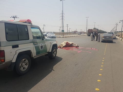 شاهد.. قطعان الإبل ترعى حول حي الرحبة بشقراء.. المشكلة مستمرة دون علاج