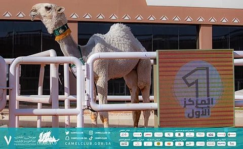 البكرة "لبيه نوادر الجزيرة" تتفوق في شوط مفاريد بكار لون الوضح بمهرجان الإبل