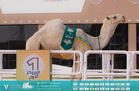 "الموت الحمر" تحقق المركز الأول في شوط جل الشقح بمهرجان الإبل