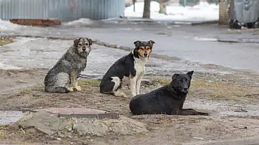 القاهرة.. كاميرات المراقبة ترصد لحظة وفاة طبيبة بسبب الكلاب الضالة