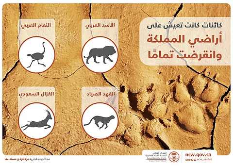 "الفهد الصياد" والغزال السعودي.. ضمن 4 كائنات فطرية انقرضت من أراضي المملكة