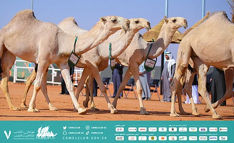 "هامة الزعيمات" تفوز بالمركز الأول في شوط فردي دق الشقح بمهرجان الإبل