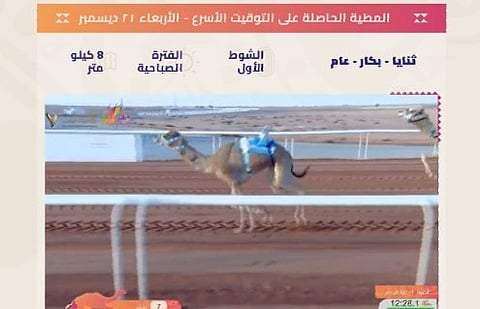 "سولار" صاحبة أفضل توقيت في الأشواط الصباحية لسباقات الهجن بمهرجان الإبل