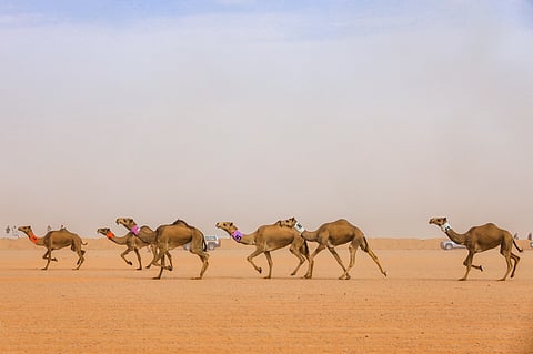 بالصور.. حضور جماهيري كبير في أول أشواط الهجيج بمهرجان الإبل