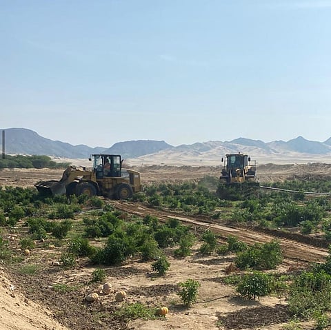 شاهد.. وكالة البلديات بمكة تُزيل مَزارِعَ تُسقى بمياه صرف صحي