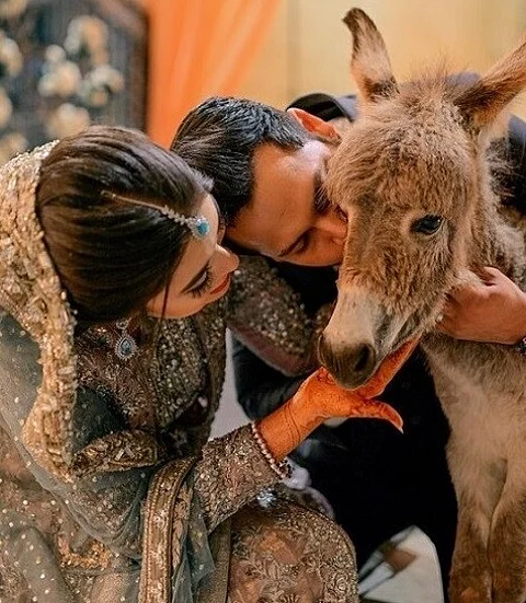 عريس باكستاني يهدي زوجتَه حماراً صغيراً