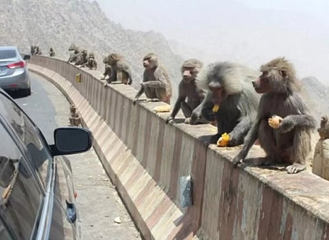 "الحياة الفطرية": الوعي المجتمعي ضرورة لا غنى عنها لمواجهة تزايد قرود البابون