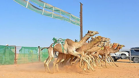 فريق تنفيذي وفني يقف على موقع ميدان الهجن بالقصيم