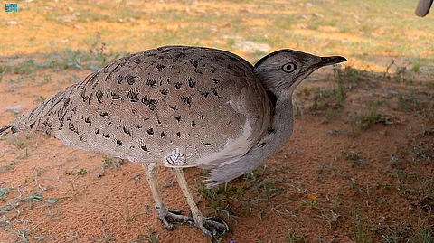 طائر الحبارى