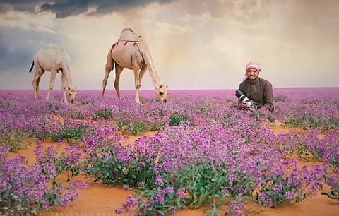 دعك من الصور التقليدية.. "الإبل في عالم بنفسجي".. المدهش في أرض المملكة