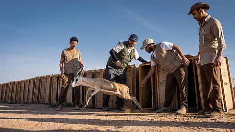 إعادة توطين أكثر من 1580 حيوانًا بريًا