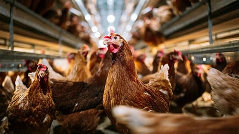 رقم قياسي.. ذبح نحو 10 ملايين طائر في اليابان لمواجهة إنفلونزا الطيور