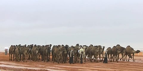 المنقية "نحارات" تتصدر شوط سيف الملك لون الصفر بمهرجان الإبل