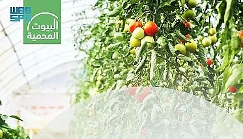 "البيئة": أكثر من 266 ألف طن طاقة إنتاجية سنوية للبيوت المحمية من الطماطم