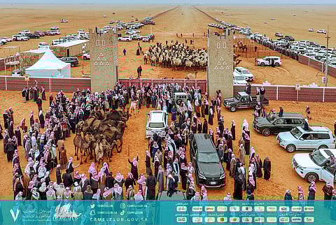 30 جولة ميدانية للجنة الصحة بمهرجان الإبل