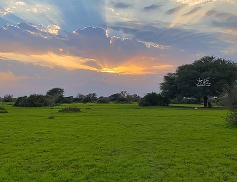 "أتاك الربيع.. يختال ضاحكًا".. شاهد بالصور.. الطبيعة تنثر عبقها وخضرتها في أكبر روضة بالمملكة