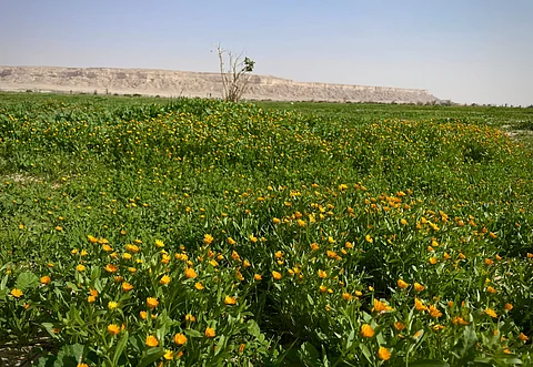 روضة الخفس