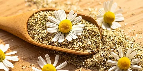 له ضابط مع الحوامل والأدوية.. "الغذاء والدواء" تعدّد فوائد "البابونج" وتحذّر منه