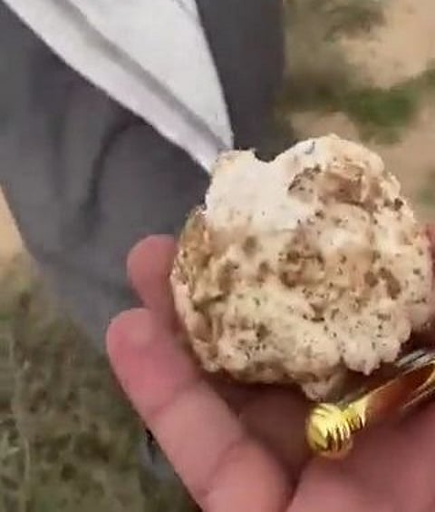 بالفيديو.. العثور على "الفقع" داخل فناء مدرسة "الصداوي" بحفر الباطن