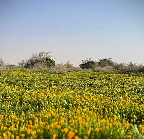 شاهد.. "روضة التنهات" تكتسي النباتات البرية وتتوشّح الزهورَ في لوحات جمالية ساحرة